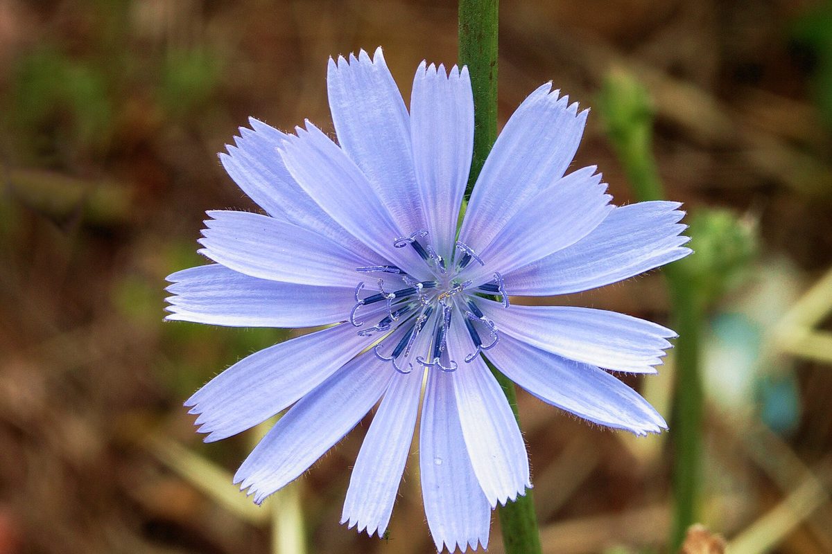Fleur de chicorée sauvage