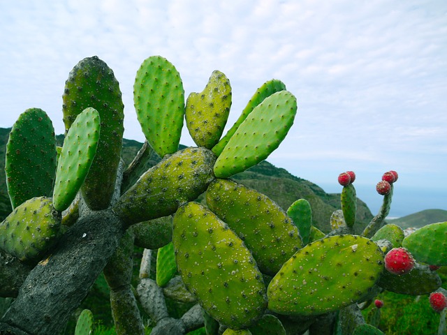 Cactus Nopal